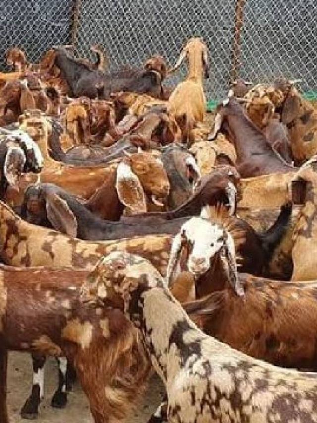 लंबी टांगों वाला ये बकरा बना रहा किसानों को मालामाल! जानें