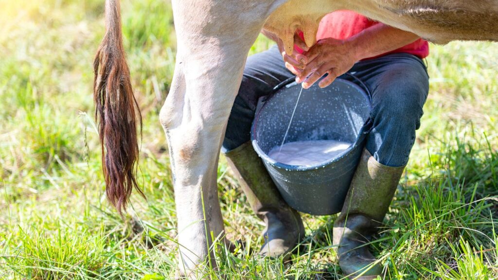 winter season animal husbandry