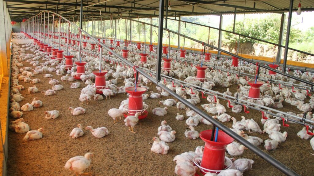 Poultry Farm