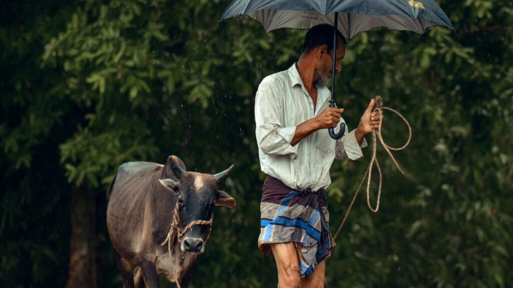 Rainy season livestock care