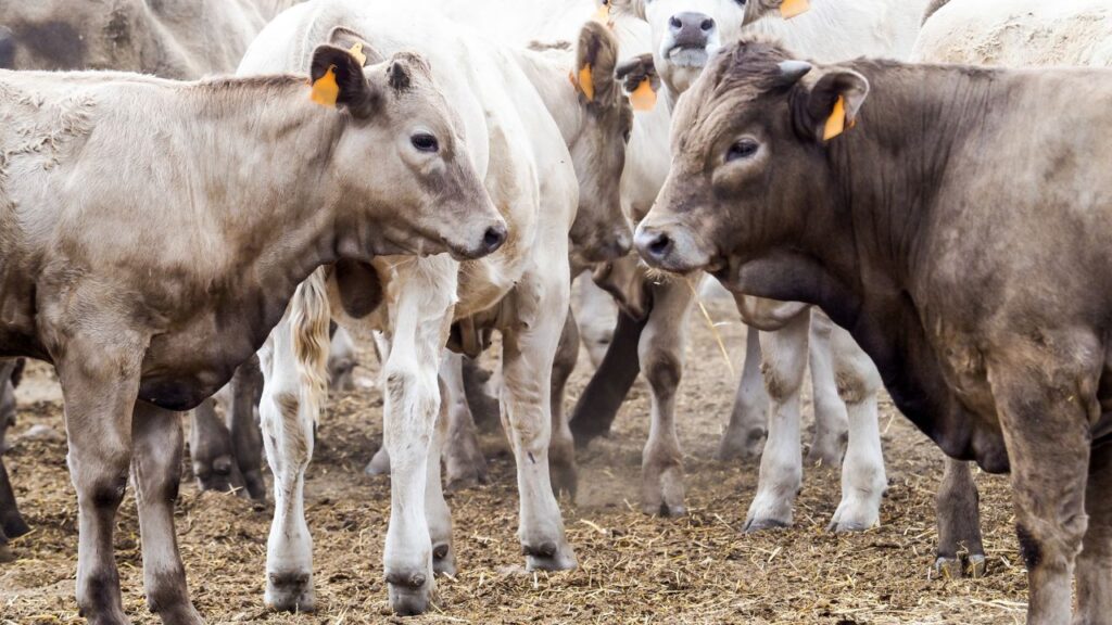 Dairy Farming