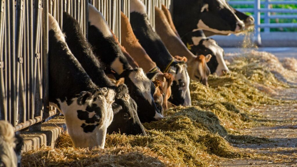 protein rich cattle feed