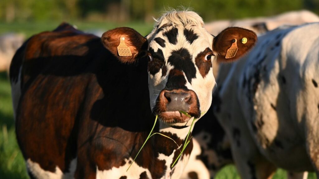 Care of dairy animals