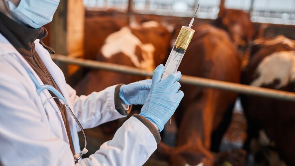 Brucellosis Vaccination