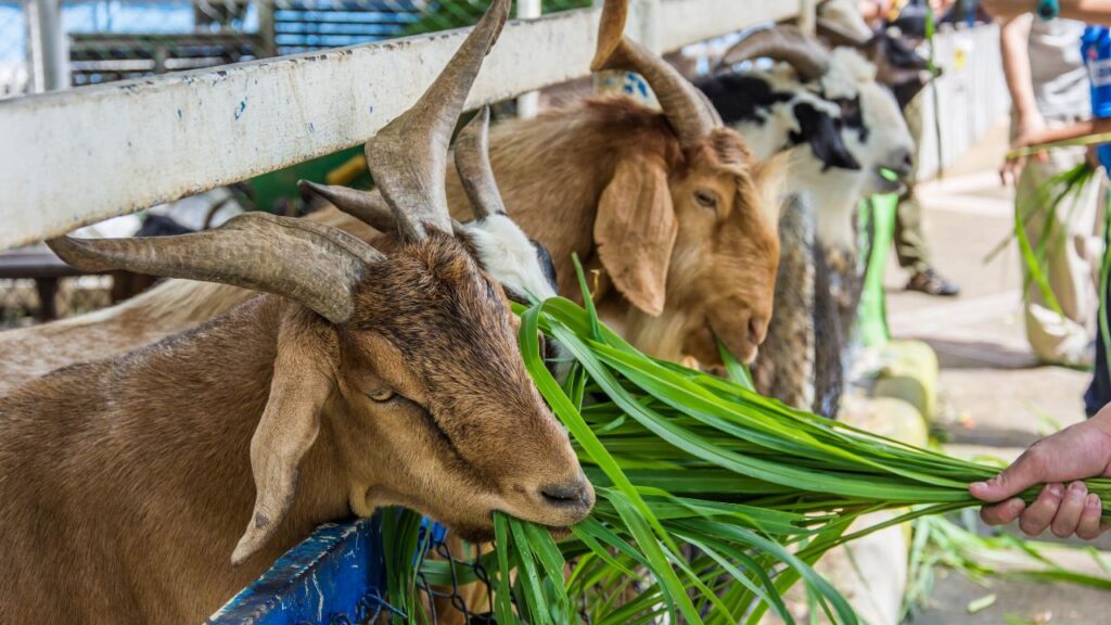 Goat Farming