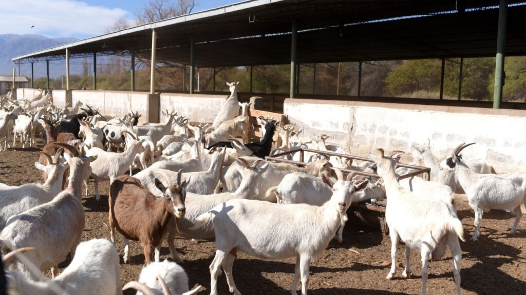 Goat Farming