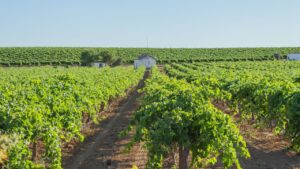 रबी फसलों की बुवाई के लिए मजबूत होगी सिंचाई सुविधाएं, किसानों को भरपूर पॉवर सप्लाई देने के आदेश