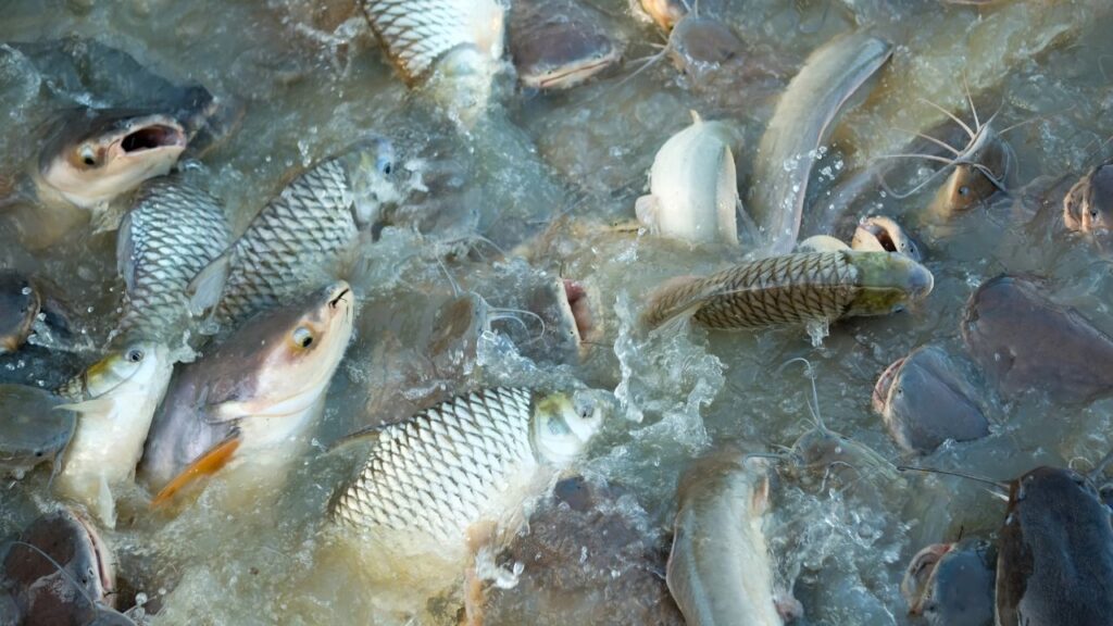 Fish Farming