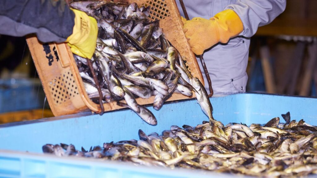 Fish Farming