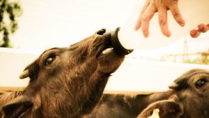 गाय-भैंसों के लिए चमत्कारी चॉकलेट, जो बढ़ाए दूध, ताकत और चुटकियों में सुधार दे सेहत