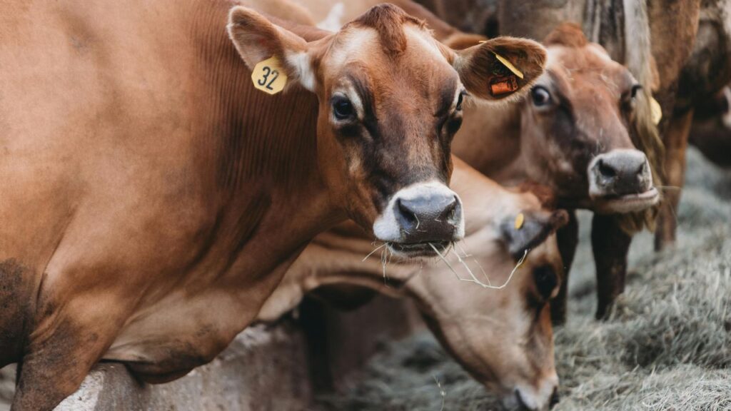 Dairy Cattle