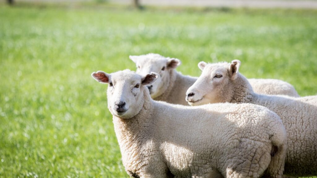 Livestock Growth