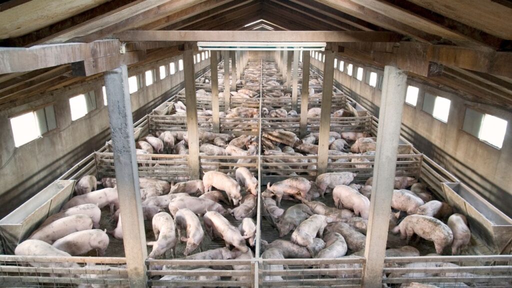 Pig Farming