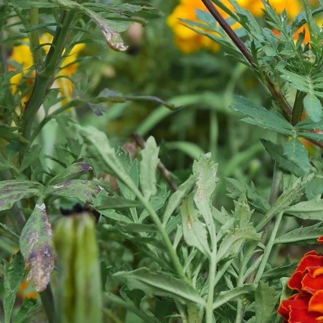 Marigold Flower Farming