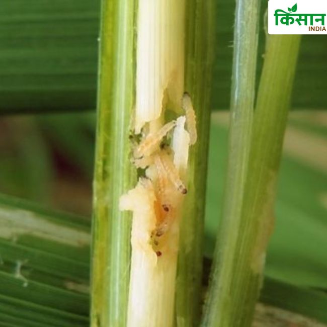 Paddy Farming