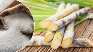 महाराष्ट्र में बारिश से डूबे गन्ने के खेत, लेकिन चीनी उत्पादन पर नहीं पड़ेगा असर, जानिए वजह