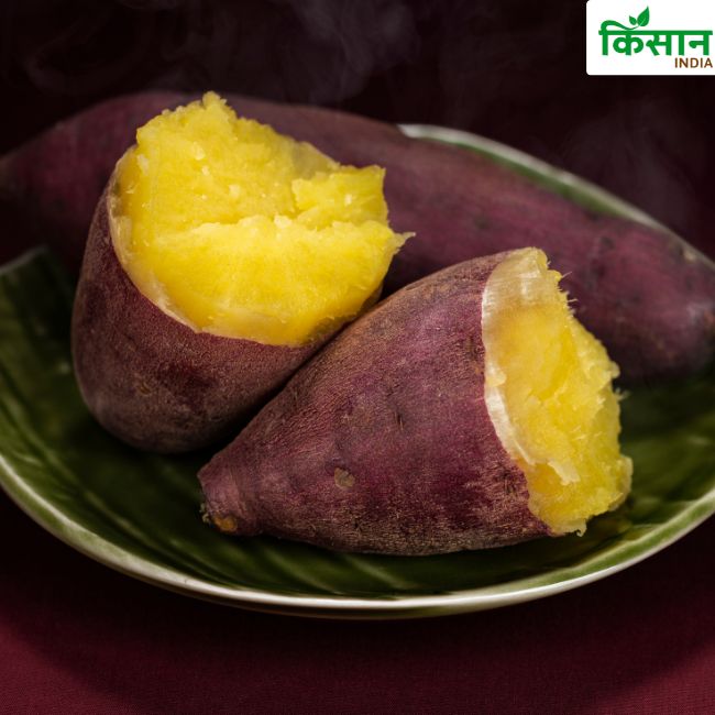 Sweet Potato Farming