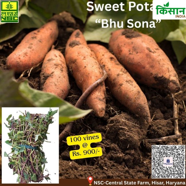 National Seed Corporation