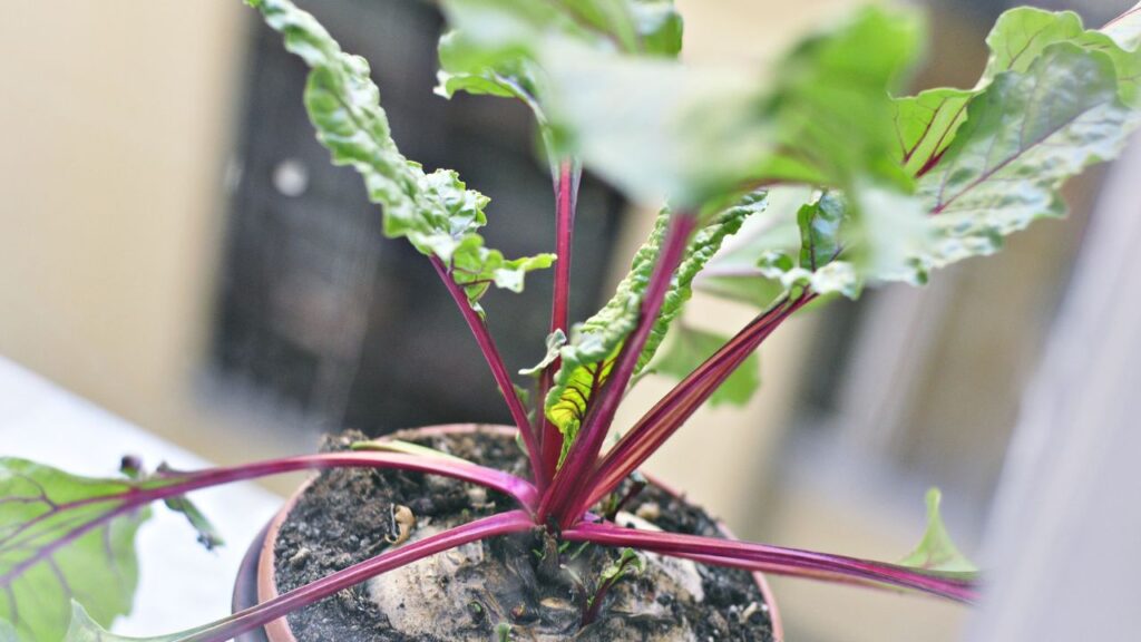 बुआई के लगभग 50-60 दिन बाद चुकंदर तैयार हो जाता है. जब ऊपर से गोल हिस्सा मिट्टी से बाहर दिखने लगे तो इसे सावधानी से निकाल लें.