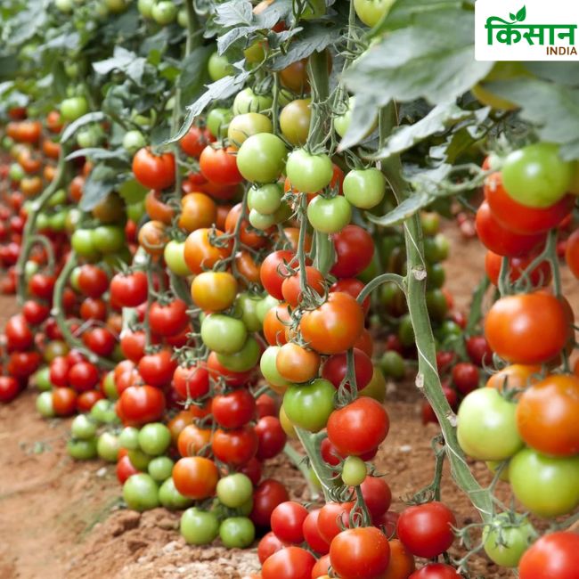 Tomato Farming