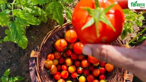 किसानों के लिए बेस्ट है टमाटर की ये किस्म, शेल्फ लाइफ भी बहुत ज्यादा.. 250 क्विंटल तक होगी पैदावार