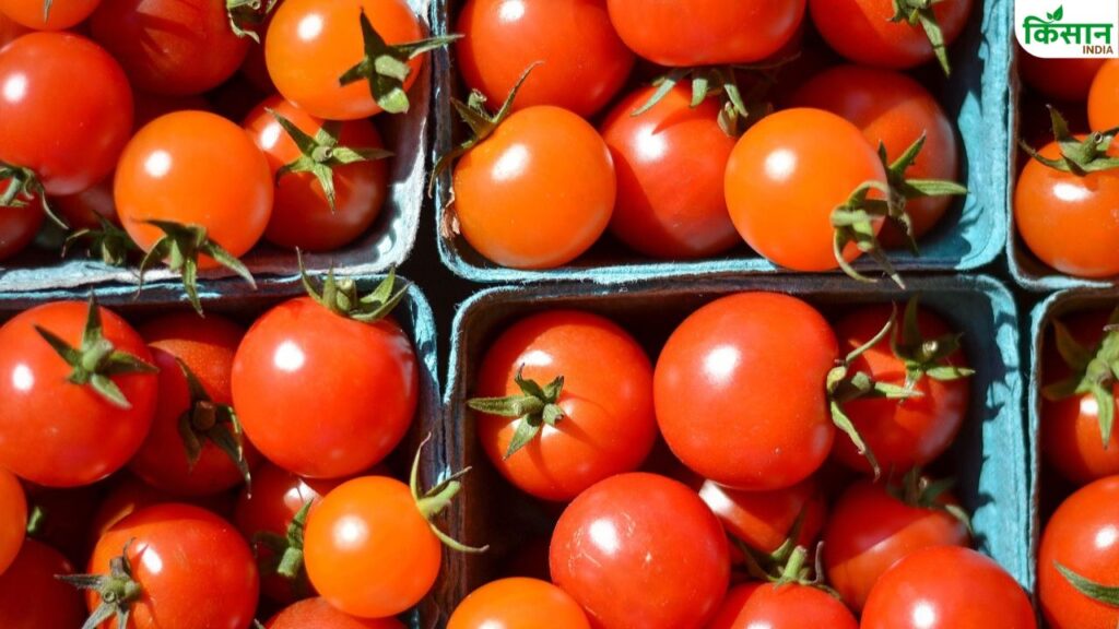 Tomato price fall