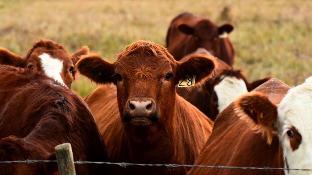Milk production