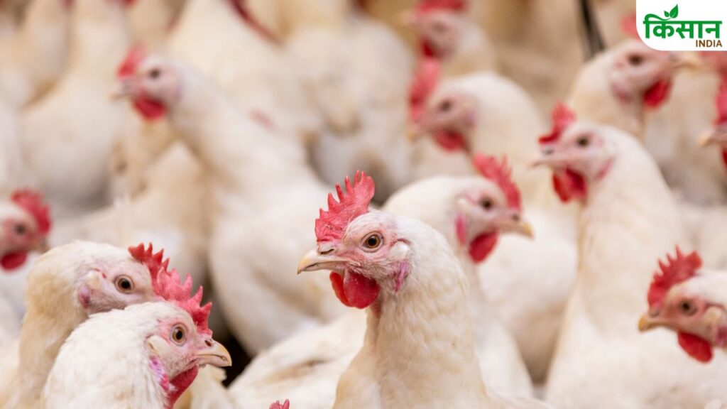 Bihar Poultry Scheme