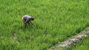 रबी सीजन पिछले साल का रिकॉर्ड तोड़ने को तैयार, गेहूं-दाल-तिलहन की बुवाई में जबरदस्त बढ़त