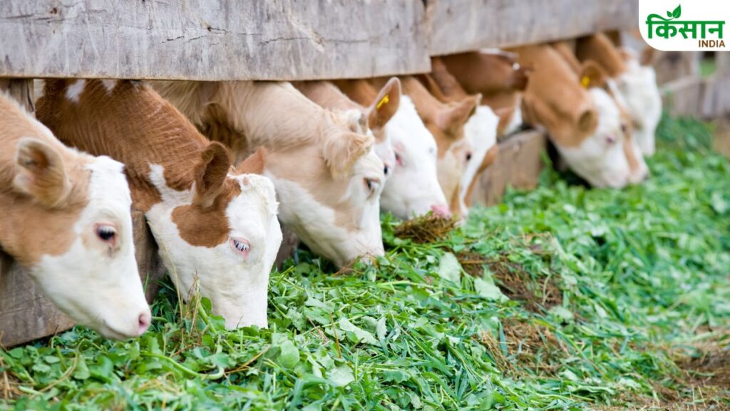 buffalo cow milk increase