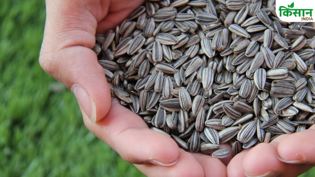 Best seeds availability