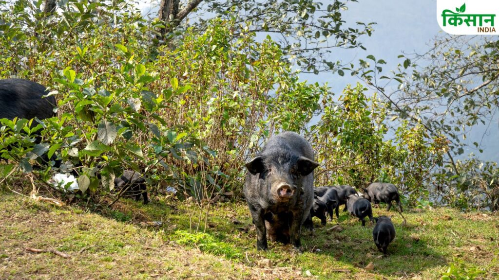 Troubled wild boars