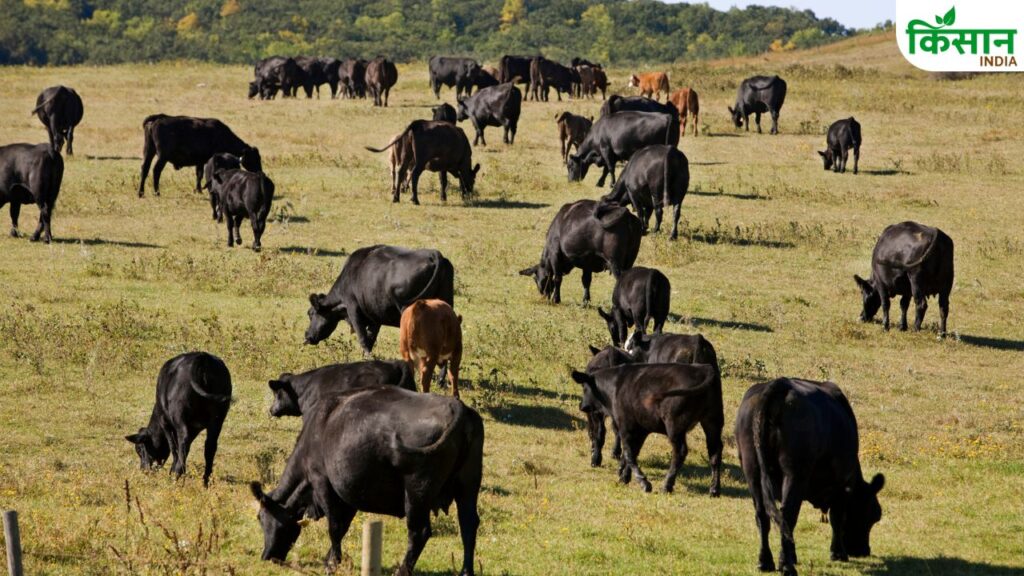 Bihar government animals relief scheme
