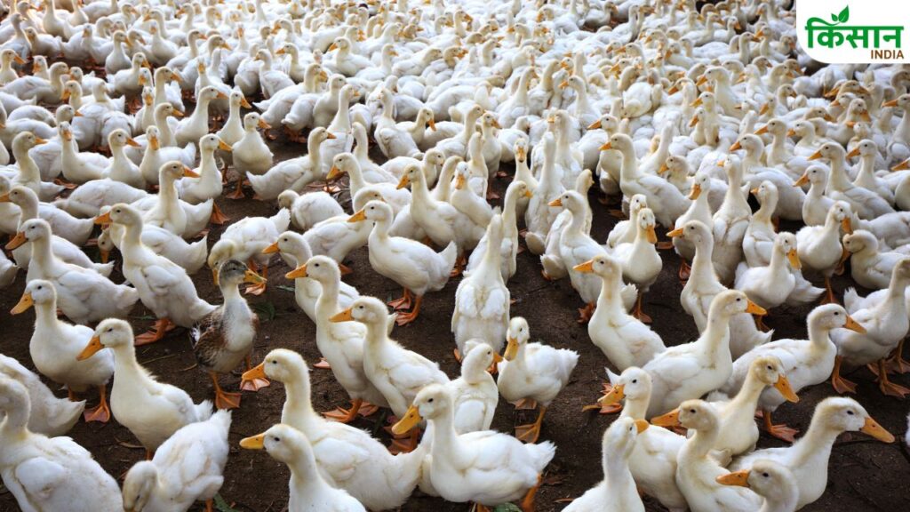 Duck Farming