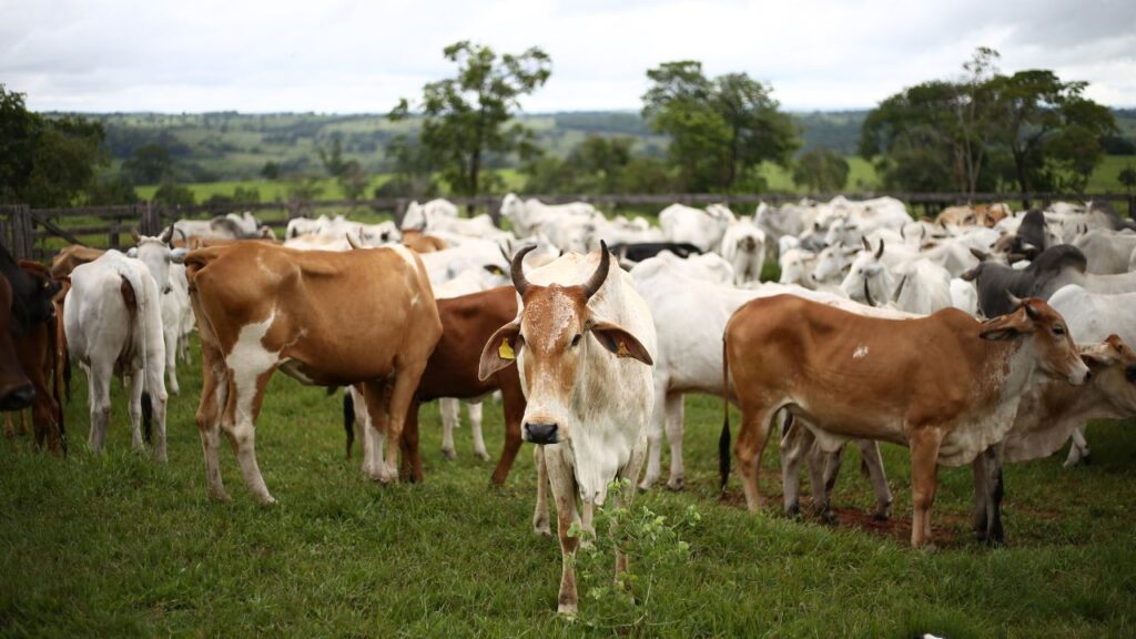 Animal health