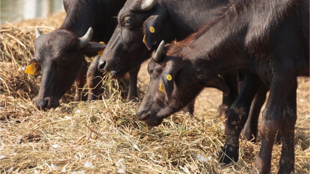 Murrah Buffalo
