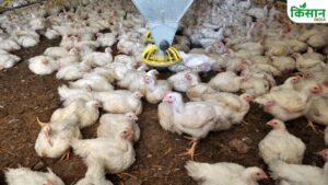 गांवों में फैली नई रहस्यमयी बीमारी, अचानक हजारों मुर्गियों की मौत से दहशत में लोग
