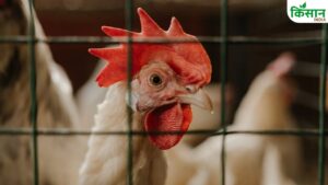 नए साल पर महंगाई की मार! महंगा हो जाएगा चिकन.. इस वजह से कीमतों में होगी बढ़ोतरी