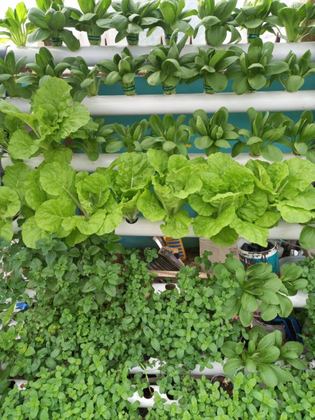 घर में बनाएं हरा-भरा वर्टिकल गार्डन, कम जगह में ज्यादा हरियाली