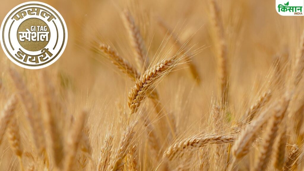 Wheat farming