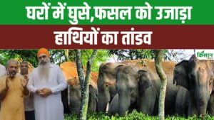 केरल में हाथियों का आतंक, फसल बर्बाद..डर के साये में जी रहे किसान