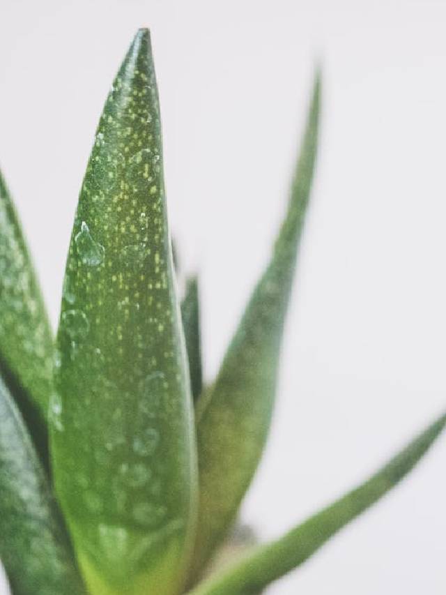 किस्मत वालों के घर खिलता है ये ‘सोने वाला फूल’! जानें