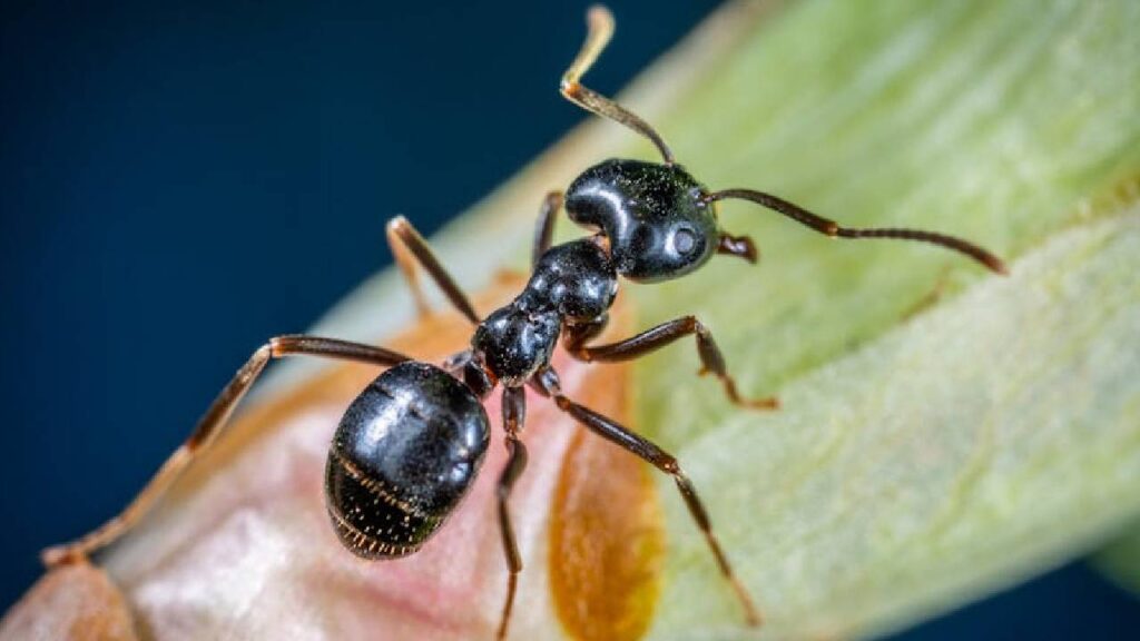 Tired of Ants in Plant Soil? Easy Natural Ways to Get Rid of Them