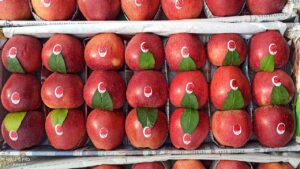 कश्मीर में सेब के गिरते दामों के बीच हीरो बना गाला एप्पल, किसानों को हुआ फायदा