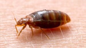 रातों की नींद उड़ाने वाले खटमल अब होंगे गायब, इन आसान उपायों से मिलेगा छुटकारा