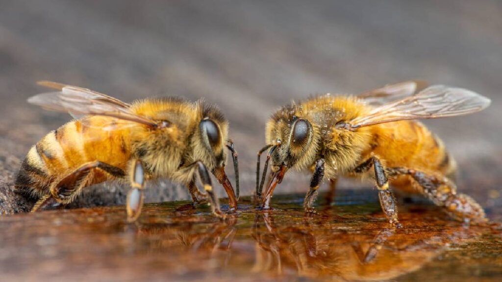 Small Hive Beetle Threatens Punjab’s Beekeeping Sector, Honey Production at Risk