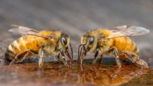 पंजाब के किसान सावधान.. मधुमक्खी और शहद दोनों पर मंडरा रहा अफ्रीकी कीट का खतरा