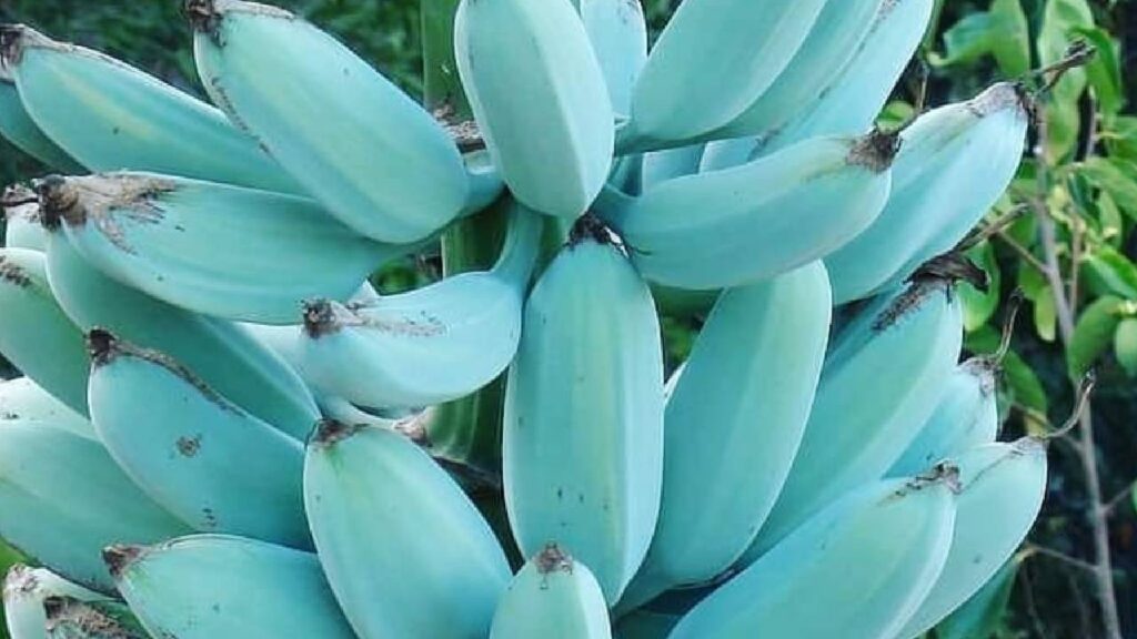 Blue Java Banana Farming in India: Cultivation, Growth Cycle, Ripening Process, and Market Demand of the Ice Cream Banana