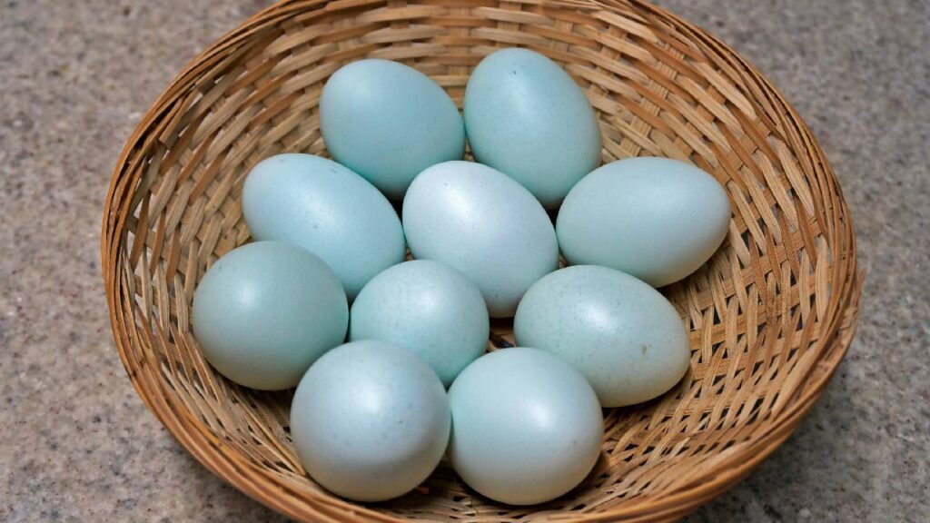 Which Chicken Breeds Lay Blue Eggs? Discover the Fascinating Truth