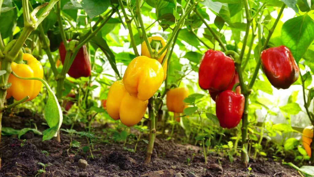 Grow Fresh Capsicum at Home: Easy Rooftop Gardening Tips to Beat Rising Vegetable Prices